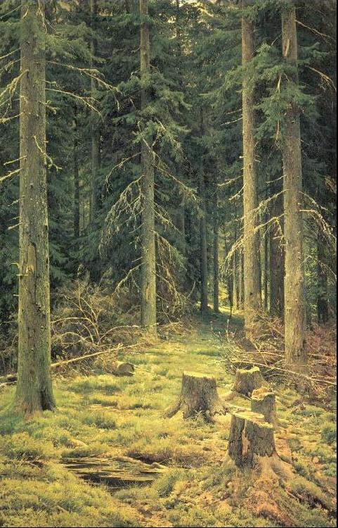 Ivan Shishkin Coniferous Forest oil painting picture